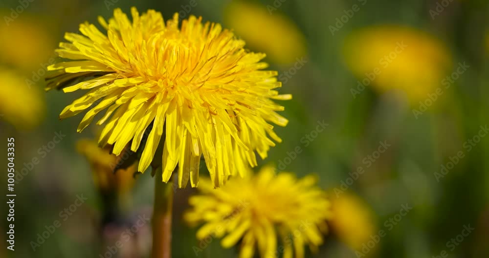 dandelions blooming in the green grass in spring, a field with dandelions on a sunny day dandelions blooming in the green grass in spring, a field with dandelions on a sunny day