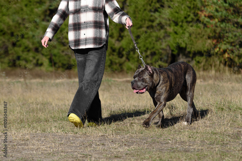 Cane Corso dog in field in sunny day, walking on leash with owner, Italian breed of mastiff, Cane Corso Italiano, companion or guard dog, tiger color, dogwalking concept Cane Corso dog in field in sunny day, walking on leash with owner, Italian breed of mastiff, Cane Corso Italiano, companion or guard dog, tiger color, dogwalking concept
