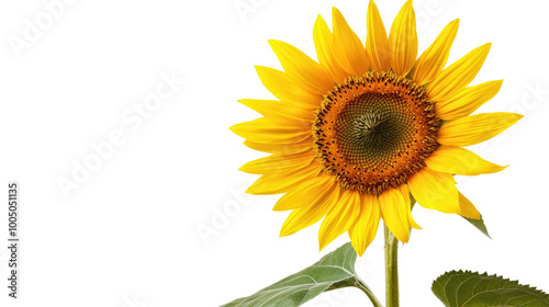 sunflower on a transparent background