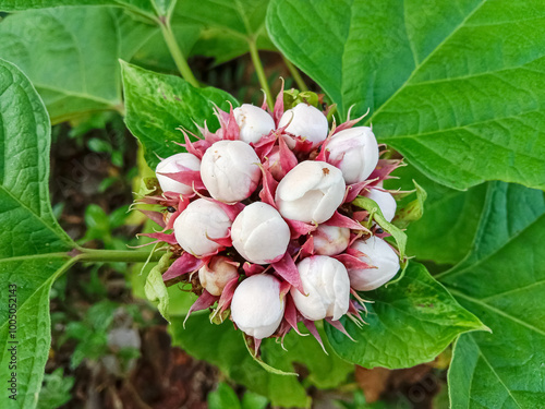 Clerodendrum chinense, called the glory bower, is a species of flowering plant in the genus Clerodendrum. Blooming Chinese glory bower flowers. photo