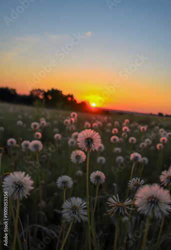 Dandelions in the Sunset