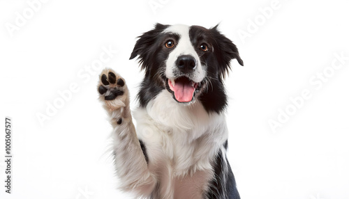 Border Collie dog raising its paw and looking towards the front of the camera on white background