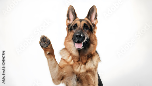 German Shepherd dog raising its paw and looking towards the front of the camera on white background