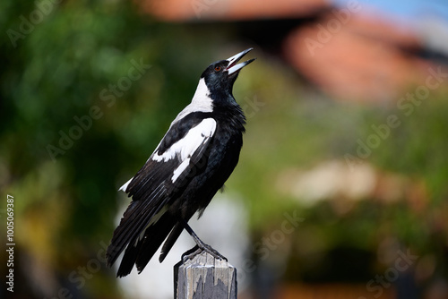 Side view of an Australian magpie as it sings, with its beak open, while standing atop a wooden fence post
