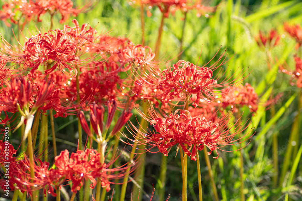 赤い彼岸花