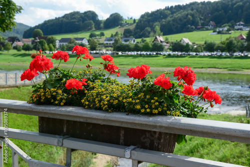 Pot with beautiful flowers ...