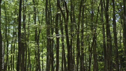 Wallpaper Mural スロー映像：晴れた日の、緑が美しいブナ林 Torontodigital.ca