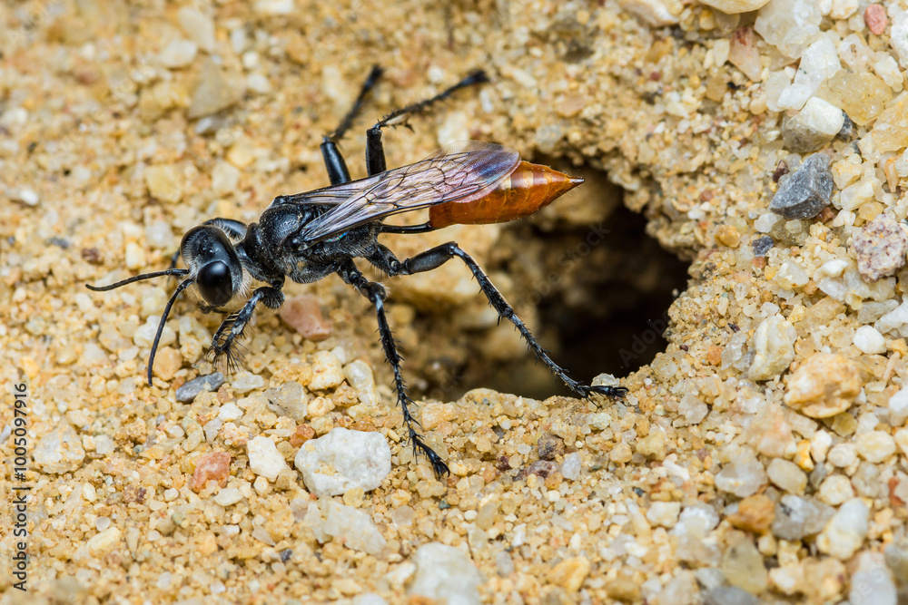 Black and orange wasp exploring a hole in the ground. Black and orange wasp exploring a hole in the ground.