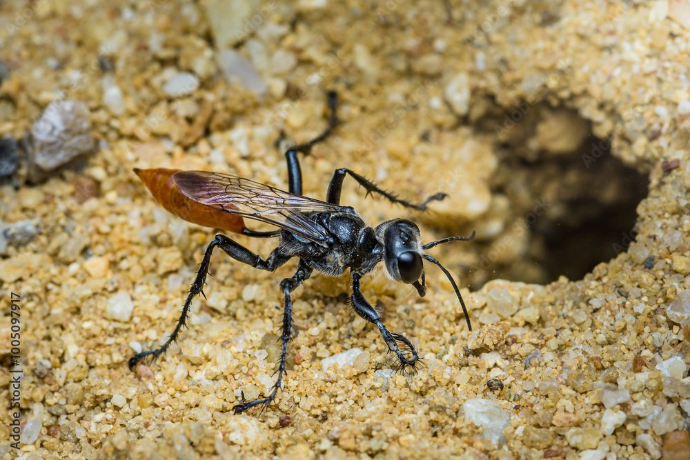 Black and orange wasp exploring the ground. Black and orange wasp exploring the ground.