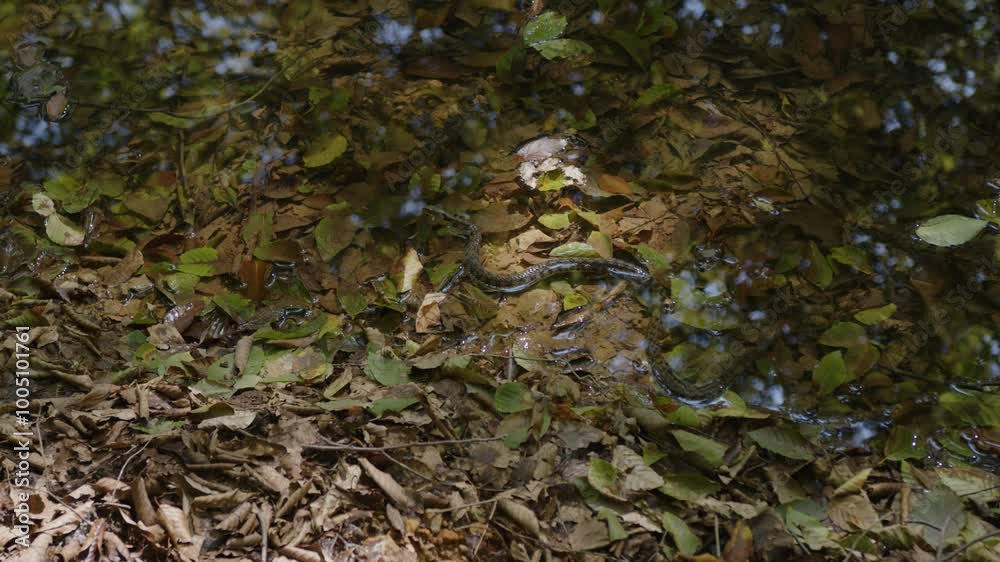 池の中で獲物を狙う蛇
