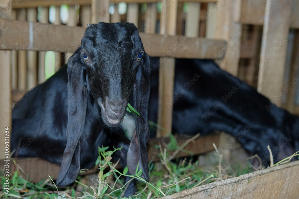 Black Goat, Goat Food for Home Pets, Black Goat typical of Central Java, Indonesia Black Goat, Goat Food for Home Pets, Black Goat typical of Central Java, Indonesia