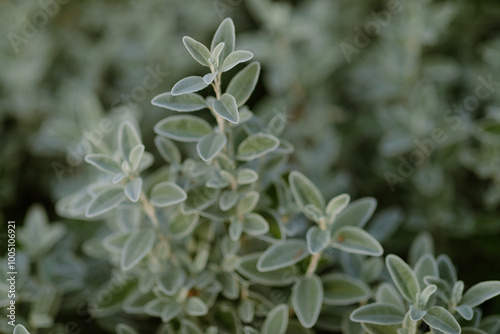 Close-up of soft, green leaves with delicate, fuzzy texture - Sage