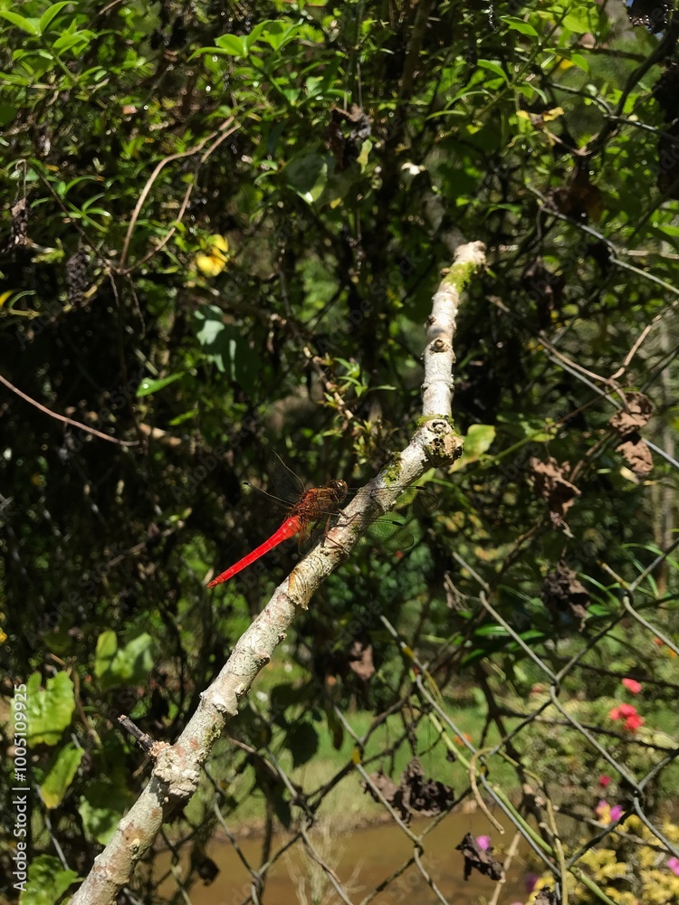 Red dragonfly perched on plant branches Red dragonfly perched on plant branches