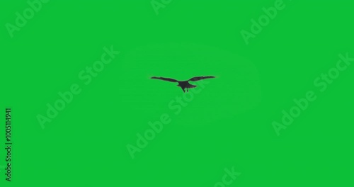 Buzzard hawk bird hovering beating wings green screen slow motion
