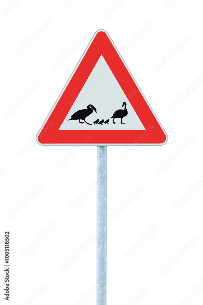 Wild Ducks And Ducklings Crossing Ahead Warning Traffic Road Sign, Large Detailed Isolated Vertical Roadside Beware Of Wildlife Birds Signage Closeup, Roadsign Red Triangle Frame, Grey Pole Post Wild Ducks And Ducklings Crossing Ahead Warning Traffic Road Sign, Large Detailed Isolated Vertical Roadside Beware Of Wildlife Birds Signage Closeup, Roadsign Red Triangle Frame, Grey Pole Post