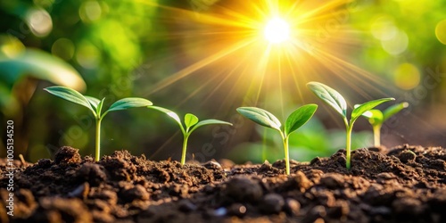 Seedlings growing in rich soil under bright sunlight, Seedlings, soil, growth, green, young, plants, agriculture, gardening