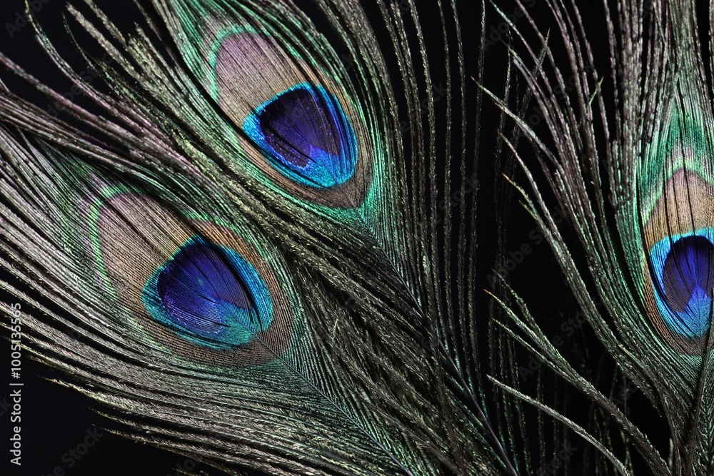 Fototapeta premium Three beautiful peacock feathers on black background, closeup