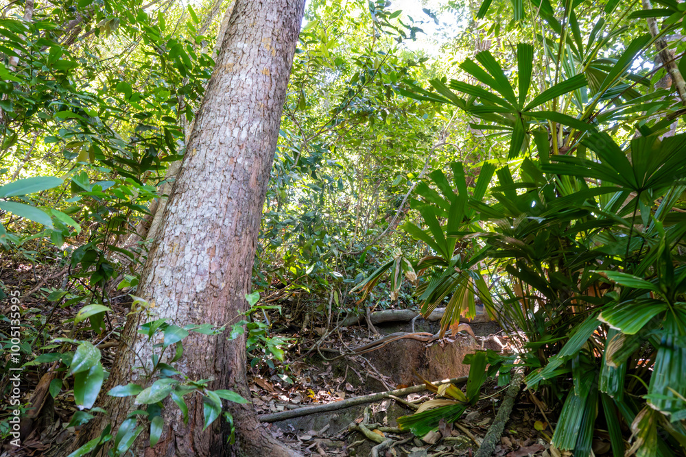 This tranquil image invites viewers to immerse themselves in the lush greenery of a tropical rainforest. Sunlight filters through the dense canopy, casting dappled shadows on the forest floor. This tranquil image invites viewers to immerse themselves in the lush greenery of a tropical rainforest. Sunlight filters through the dense canopy, casting dappled shadows on the forest floor.