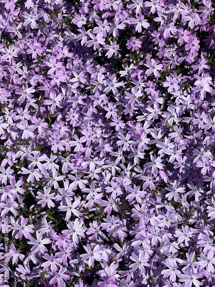 Purple flower Purple flower
