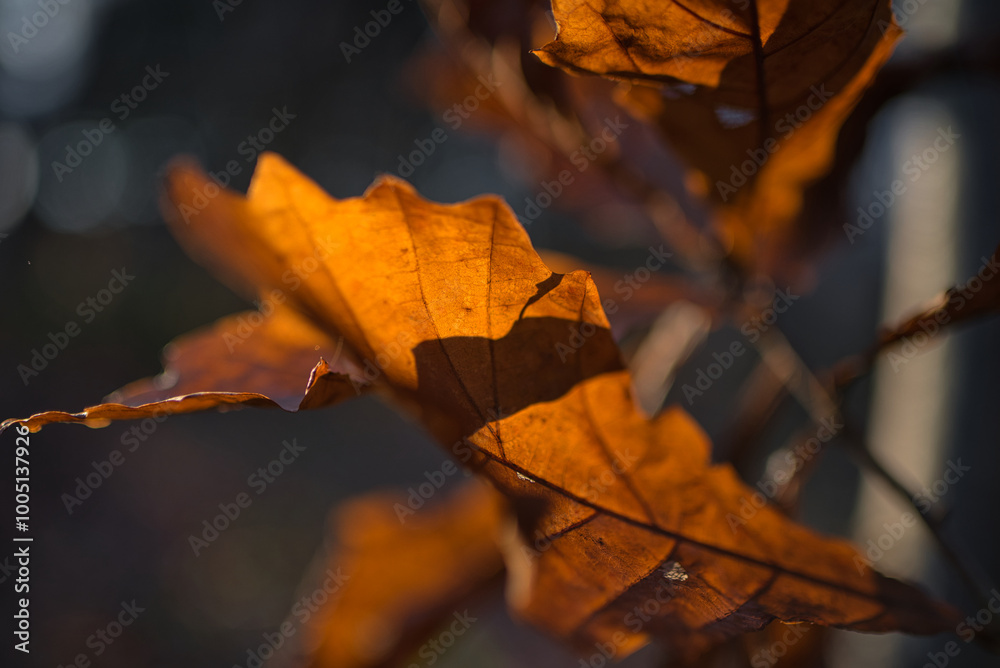 Obraz premium red maple leaf