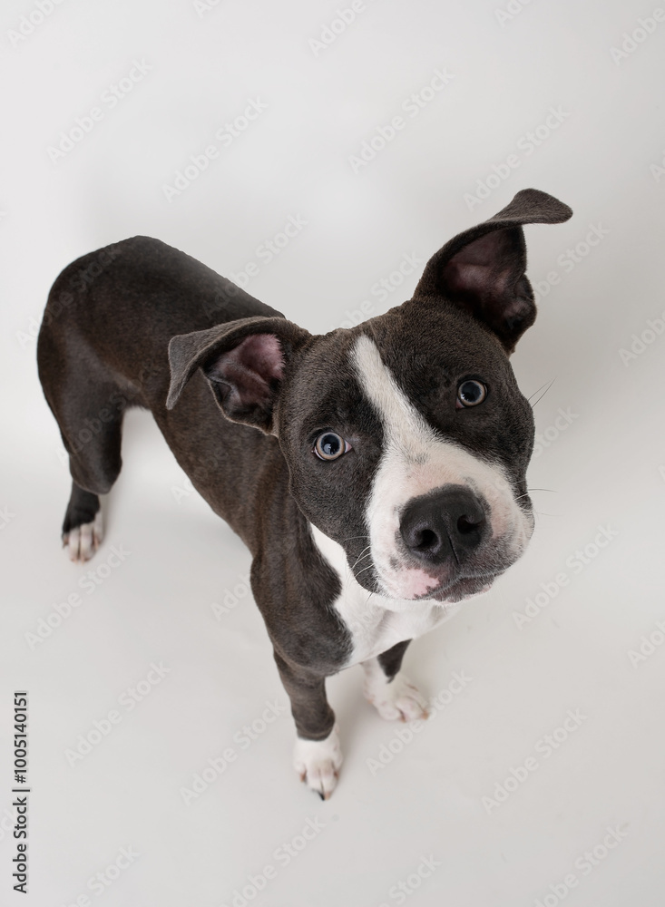 Gray & White Pit Bull, Pittie, Puppy Dog Looking Up Gray & White Pit Bull, Pittie, Puppy Dog Looking Up