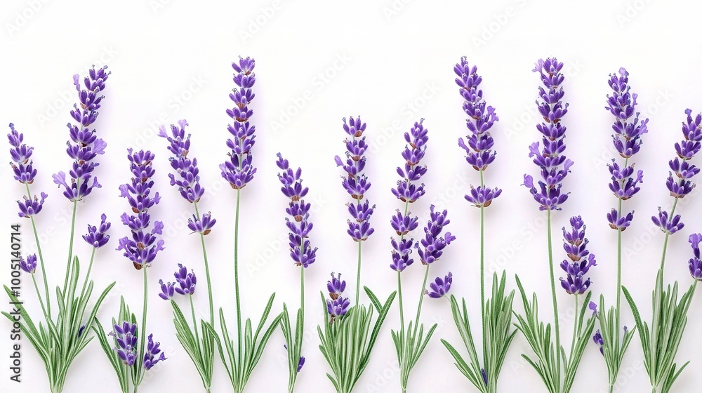 Fototapeta premium Lavender Flowers on White Background