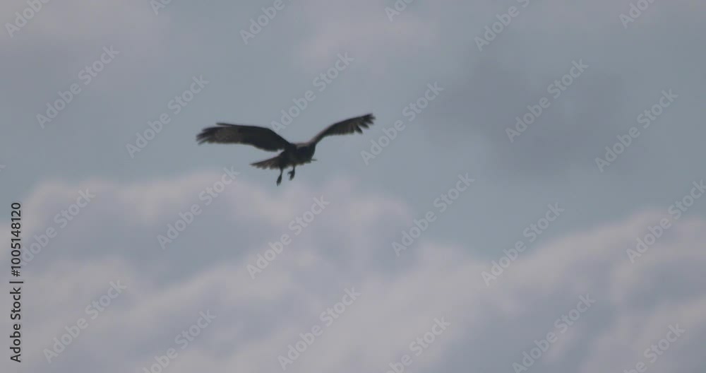 Buzzard bird of prey hovers beating wings and dives during hunt slow motion Buzzard bird of prey hovers beating wings and dives during hunt slow motion