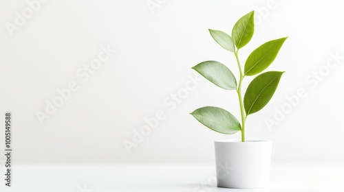 A small plant is in a white pot on a white background