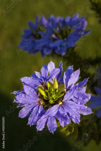 Beautiful blue decorative flowers on a plant.
 photo