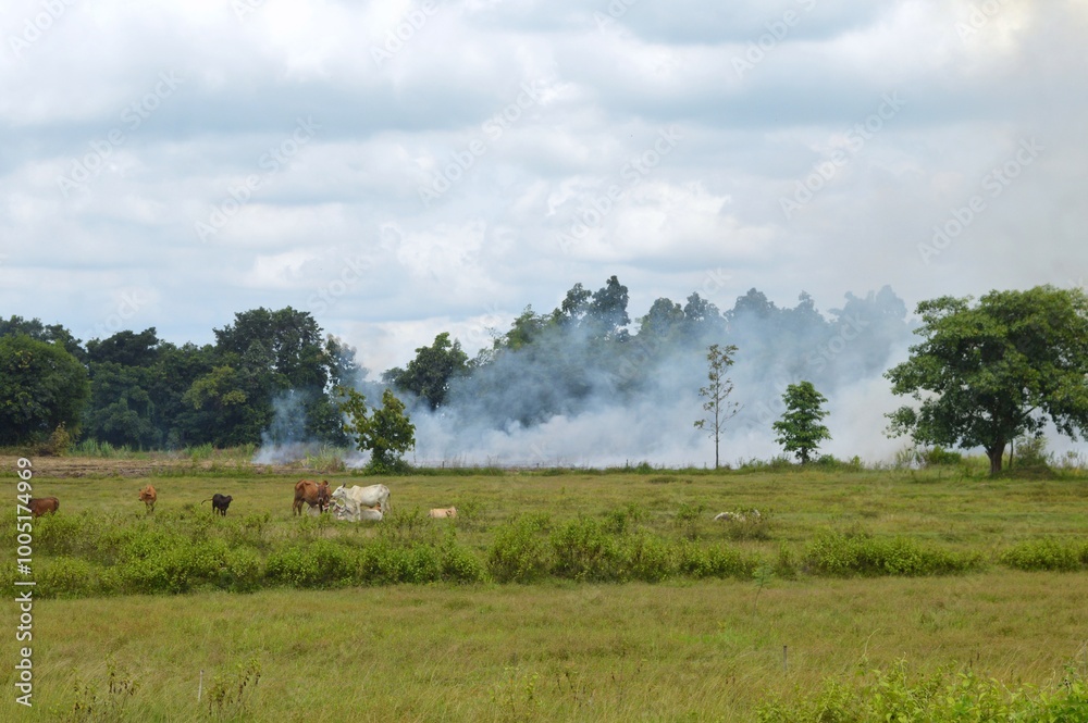 herd of cows and smoke in the countryside herd of cows and smoke in the countryside