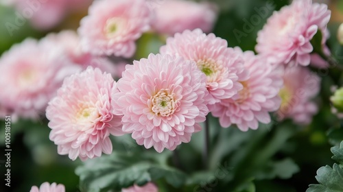 A Close-up of Delicate Pink Chrysanthemums