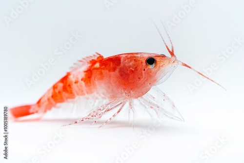 the beside view Krill, left side view, white copy space on right, Isolated on White Background