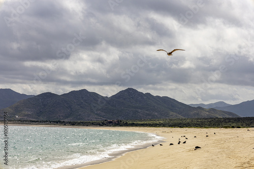 A seagull on a cloudy, sunny day on a lonely beach on the Sea of Cortez in Los Barriles, Baja California Sur, Mexico. photo