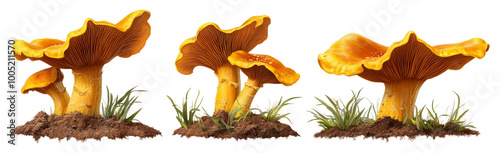 Chanterelle Mushrooms Collection with Soil-Grown and Whole Varieties