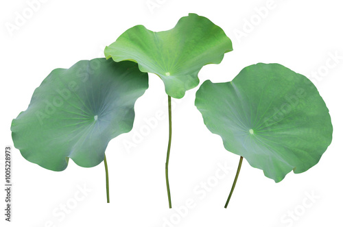 Close up green leaf of lotus or water lily tree isolated on transparent background. Top view of green leaves bush.