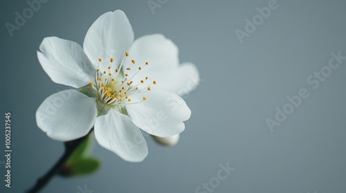 A Delicate White Blossom