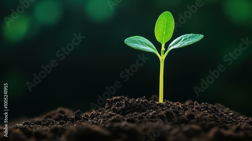 A bright green seedling breaks through dark soil, signifying fresh starts and growth, gently illuminated indoors.