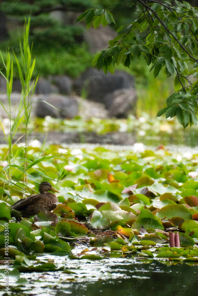 Obraz premium bird in the water