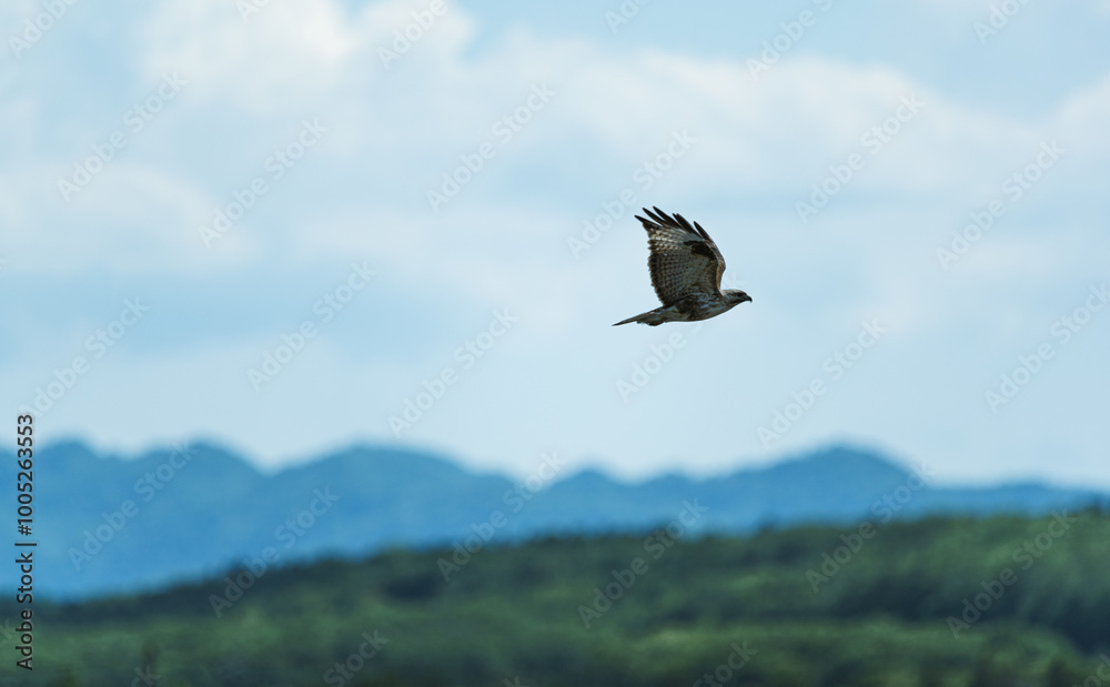 Obraz premium fly freely in the sky