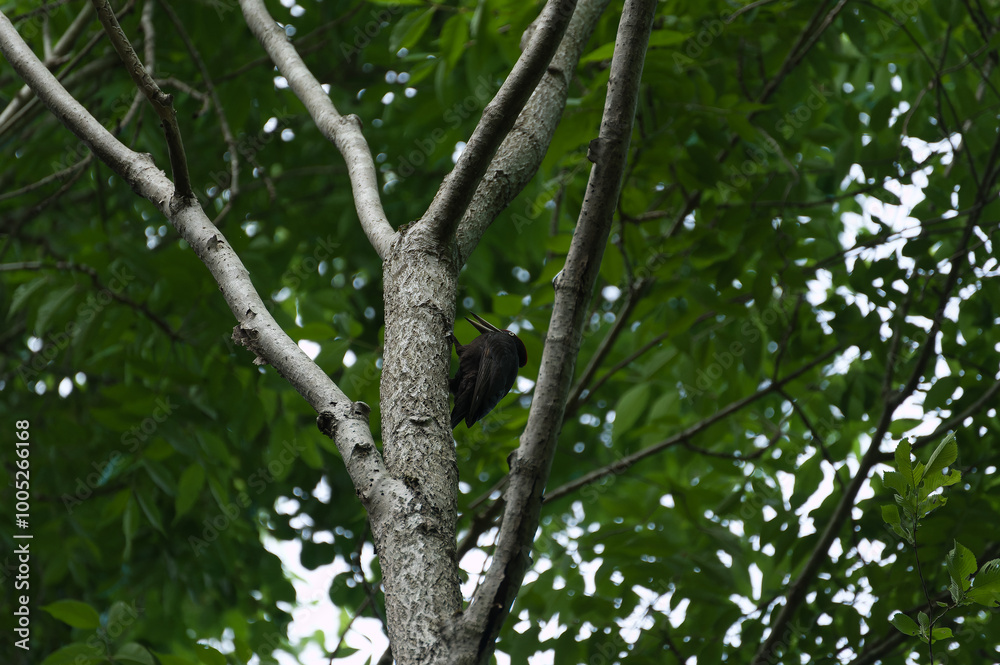 Black woodpecker searching for food on a tree Black woodpecker searching for food on a tree