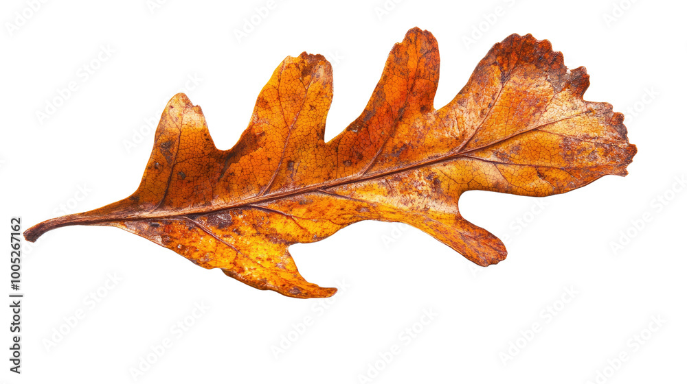 Fototapeta premium oak leaf on a transparent background