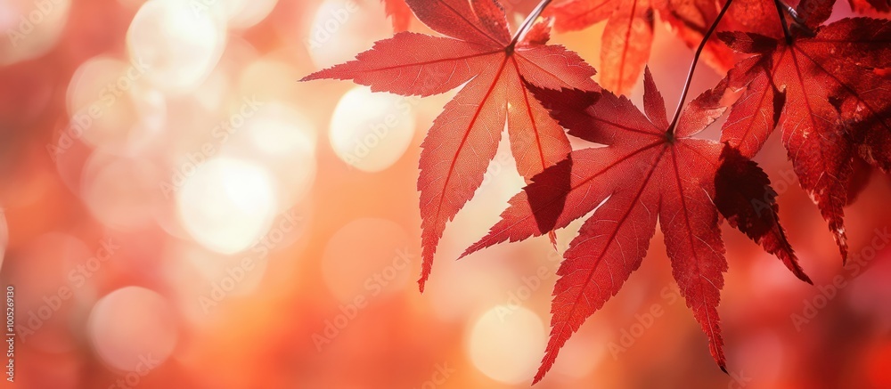 Red maple leaves against a blurred bokeh background in autumn. Red maple leaves against a blurred bokeh background in autumn.