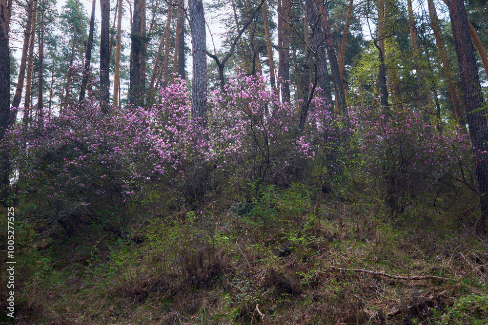 Rhododendron dauricum bushes with flowers (popular names bagulnik; maralnik) in pine forest. Rhododendron dauricum bushes with flowers (popular names bagulnik; maralnik) in pine forest.
