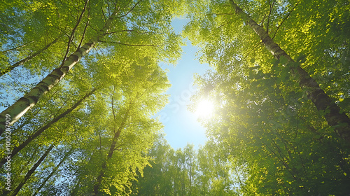 Sunlit Sky Framed by Tree Crowns photo