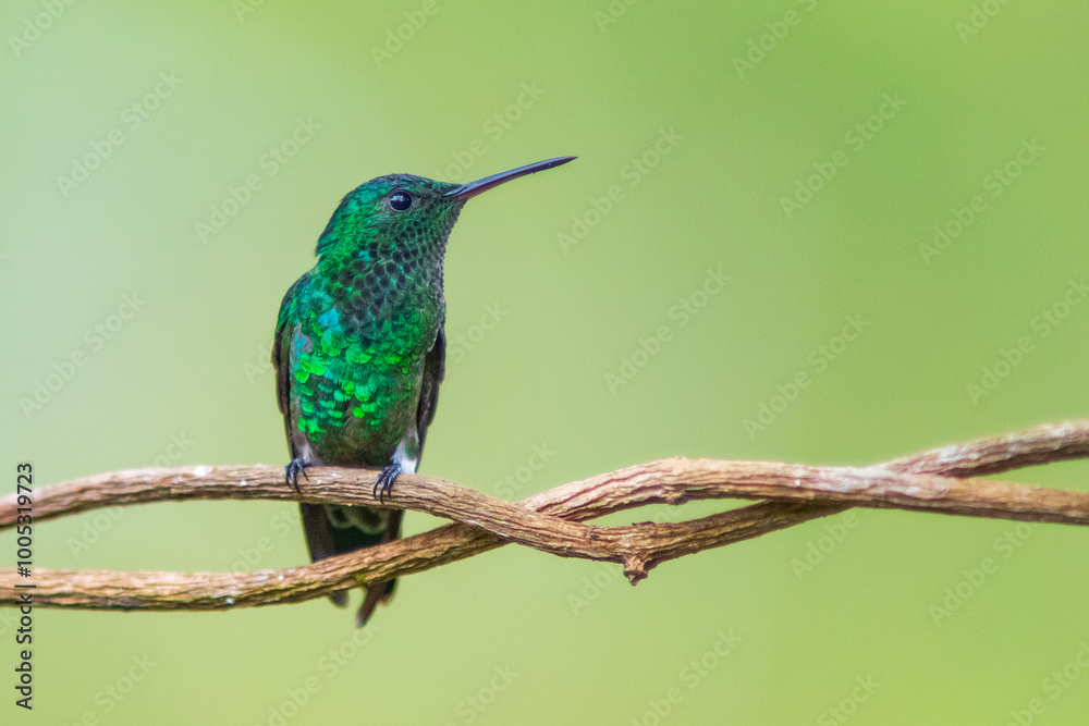 Fototapeta premium Amazilia Coliazul, Steely-vented Hummingbird, Saucerottia saucerrottei 