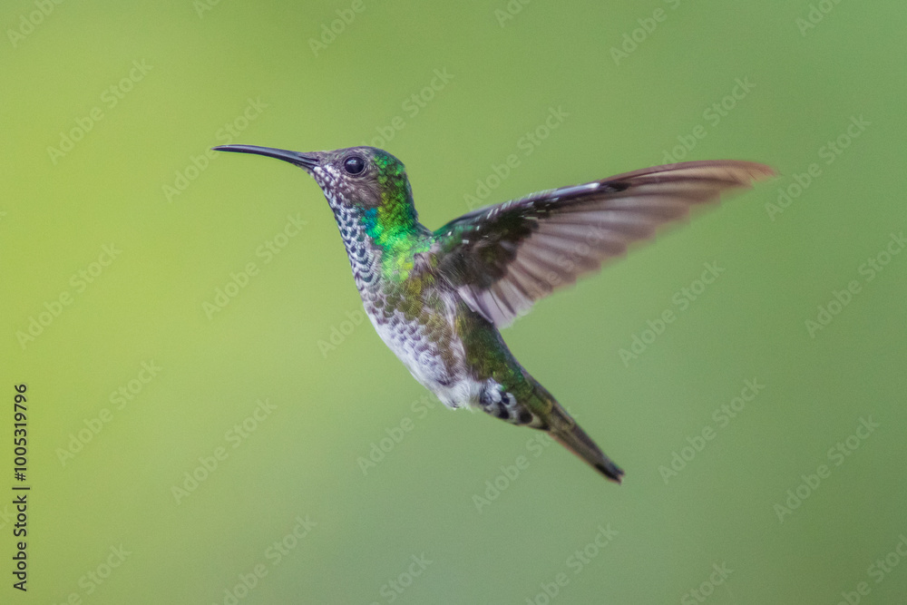 Fototapeta premium Colibrí Nuquiblanco, White-necked Jacobin, Florisuga Mellivora (female)