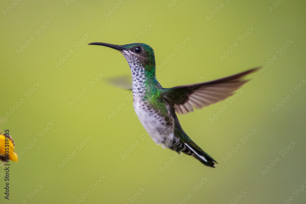 Fototapeta premium Colibrí Nuquiblanco, White-necked Jacobin, Florisuga Mellivora (female)