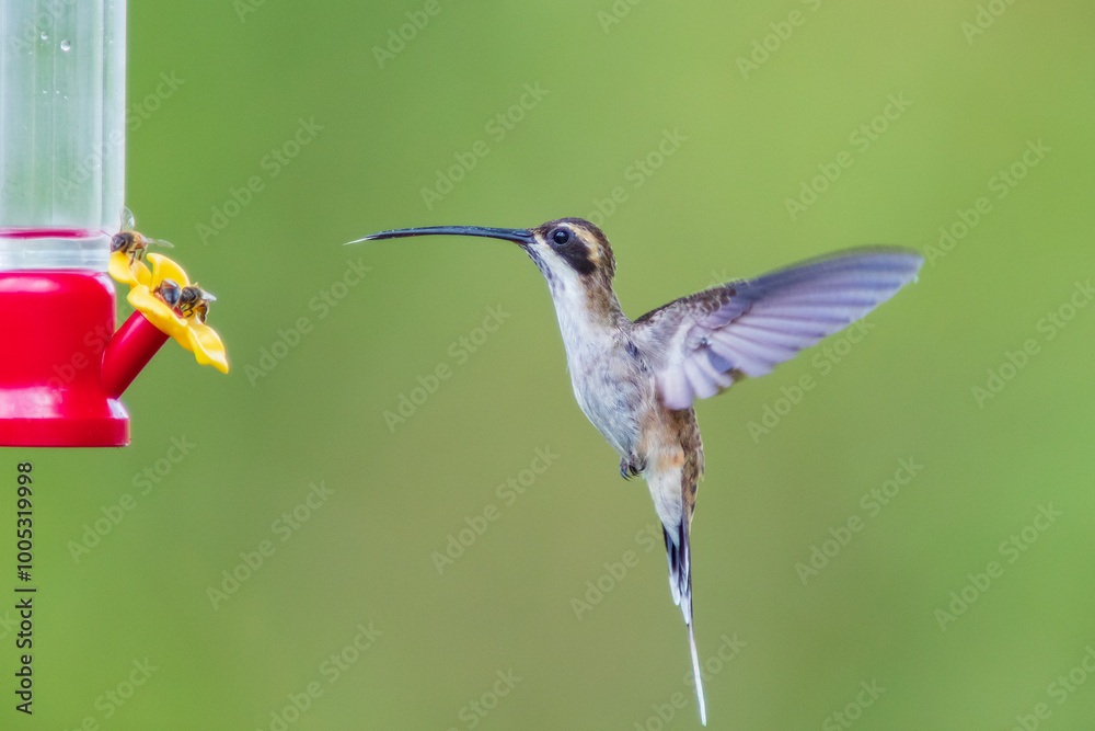Fototapeta premium Ermitaño Gorgirrayado, Stripe-throated Hermit, Phaethornis striigularis