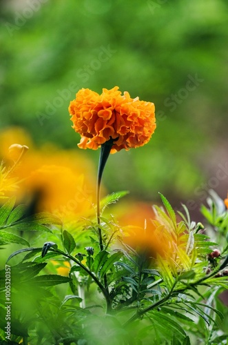Flor de Cempasúchil 
