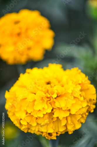 Flor de Cempasúchil 